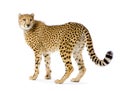 Cheetah standing up Royalty Free Stock Photo