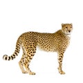 Cheetah standing up Royalty Free Stock Photo