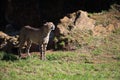 Cheetah stands in field basking in sunshine Royalty Free Stock Photo