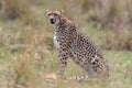 Cheetah with fresh kill in the Masai Mara, Kenya, Africa Royalty Free Stock Photo