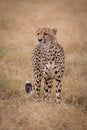 Cheetah stands in long grass looking out Royalty Free Stock Photo