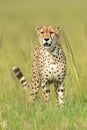 Cheetah stands with mouth open in grass