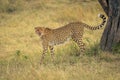 Cheetah stands near tree trunk licking lips Royalty Free Stock Photo