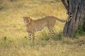 Cheetah stands near tree trunk marking territory Royalty Free Stock Photo