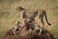 Cheetah stands over cubs on termite mound Royalty Free Stock Photo