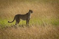 Cheetah stands in profile in tall grass Royalty Free Stock Photo