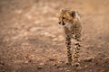 Cheetah stands on rocky track looking left