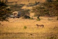 Cheetah stands in savannah near safari truck