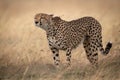 Cheetah stands sniffing wind in long grass