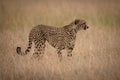 Cheetah stands staring right in long grass