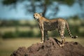Cheetah stands on termite mound looking left Royalty Free Stock Photo