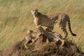 Cheetah stands on termite mound with others Royalty Free Stock Photo