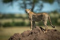 Cheetah stands on termite mound turning head Royalty Free Stock Photo