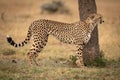 Cheetah stands by tree trunk in profile Royalty Free Stock Photo