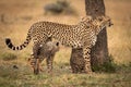 Cheetah stands by tree with two cubs