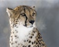 Cheetah Stare