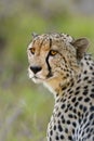 Cheetah stare Royalty Free Stock Photo