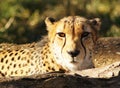 Cheetah Stare-Close Royalty Free Stock Photo