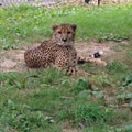 Cheetah stare down