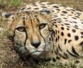 Cheetah stare Royalty Free Stock Photo