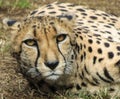 Cheetah stare