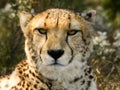 Cheetah Stare II