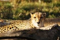 Cheetah Stare Royalty Free Stock Photo