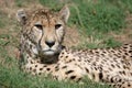 Cheetah Staring Royalty Free Stock Photo