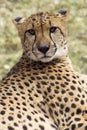 Cheetah Staring At The Camera Royalty Free Stock Photo