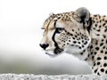 A cheetah staring at the camera with a white background Royalty Free Stock Photo