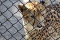 Cheetah Staring Out Royalty Free Stock Photo