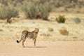 Cheetah stood in desert