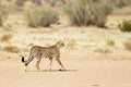 Cheetah stood in desert