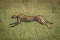 Cheetah stretches legs running at full speed Royalty Free Stock Photo