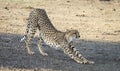 Cheetah stretching in Botswana, Africa
