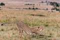 Cheetah Stretching Freely at the Masai Mara National Reserve Park Narok County