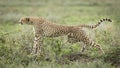 Cheetah stretching, Serengeti, Tanzania