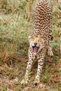 Cheetah stretching and yawning