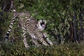 Cheetah stretching and yawning, Kenya