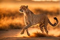 Cheetah in Stride: Across the African Savanna, Dust Billowing Under Powerful Limbs, Eye-Level Perspective