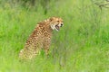 Cheetah in Sungulwane Game Reserve in Kwa Zulu Natal