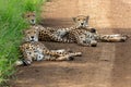 Cheetah in Sungulwane Game Reserve in Kwa Zulu Natal