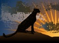 Cheetah on a sunset Royalty Free Stock Photo