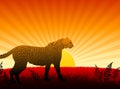 Cheetah on Sunset Background Royalty Free Stock Photo