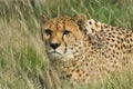 Cheetah in Tall Grass