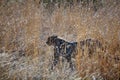 Cheetah in tall grass in Pilanesberg National Park Royalty Free Stock Photo