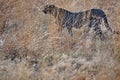 Cheetah in tall grass in Pilanesberg National Park Royalty Free Stock Photo