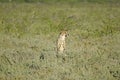 Cheetah in tall green grass, Etosha Royalty Free Stock Photo