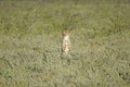 Cheetah in tall green grass, Etosha Royalty Free Stock Photo