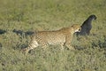 Cheetah in tall green grass, Etosha Royalty Free Stock Photo